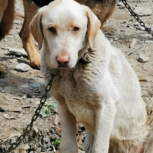 Activități de verificare a respectării legii privind protecția animalelor în comunele Dragomirești, Lucieni și Raciu