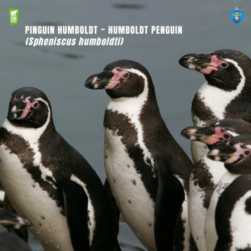 Zoo Brașov își caută părinți adoptivi pentru noii locatari