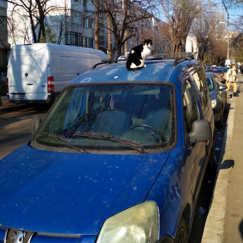 O pisică curajoasă îngheață pe o mașină parcată în Micro 19