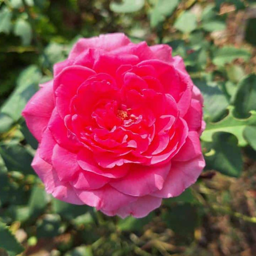 Superstiții de Valentine's Day: Semnificația trandafirilor