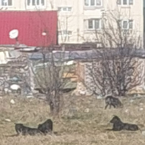 Câinii fără stăpân din Baia Mare, o problemă majoră pentru locuitori