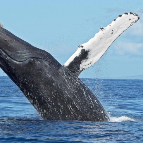 Un caiacist din Chile, înghițit temporar de o balenă cu cocoșă