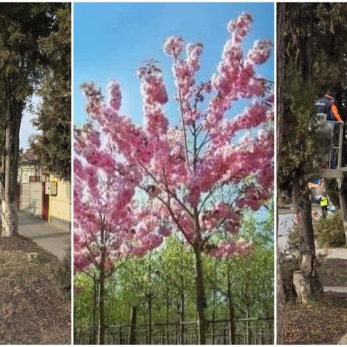 Primăria Aiud va înlocui tuja cu cireși japonezi pe strada Ion Creangă