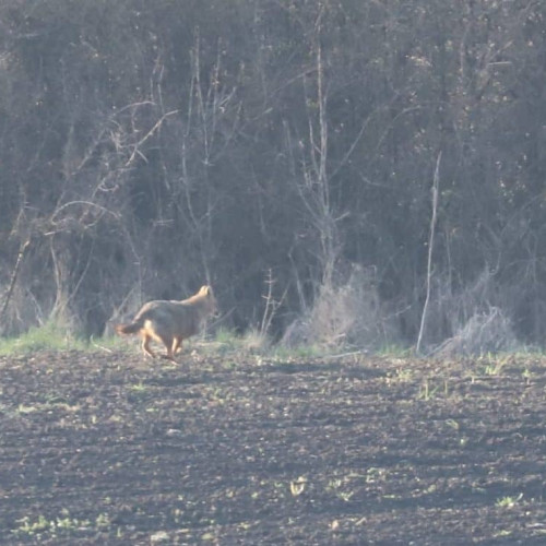 În 2024, 47 de animale testate pentru rabie în județul Alba