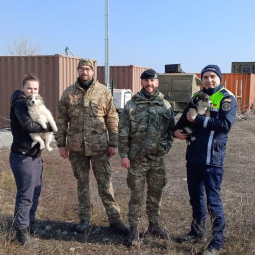 Un soldat britanic salvează patru căței în pericol la un exercițiu militar