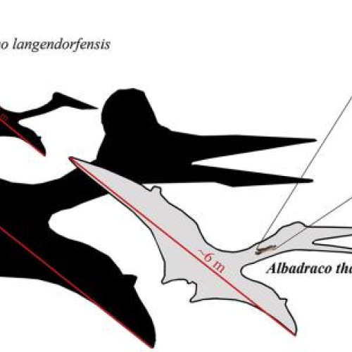 Descoperiri paleontologice de excepție la Muzeul Județean Mureș