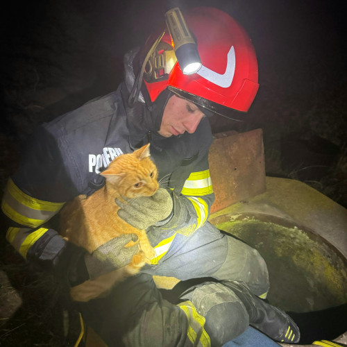 Motan salvat dintr-o fântână adâncă în Flămânzi