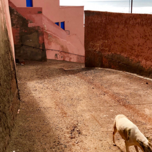 Marocul va organiza Cupa Mondială din 2030, dar cu controverse privind programul de &quot;curățenie&quot; a câinilor vagabonzi