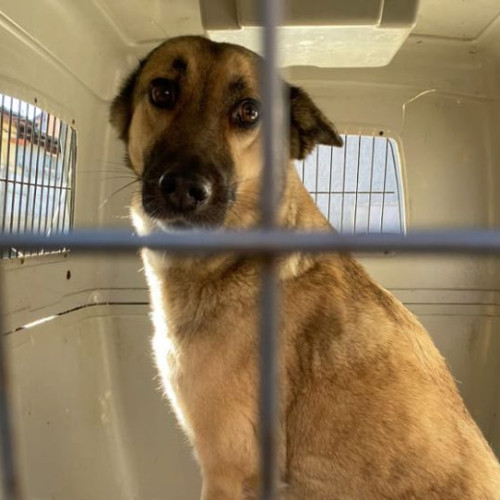 Doi câini de rasă salvați din condiții improprii în București