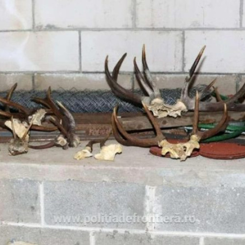 Descoperiri surprinzătoare în urma perchezițiilor la braconieri