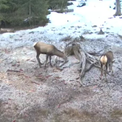 Patru cerbi surprinși în Parcul Natural Apuseni