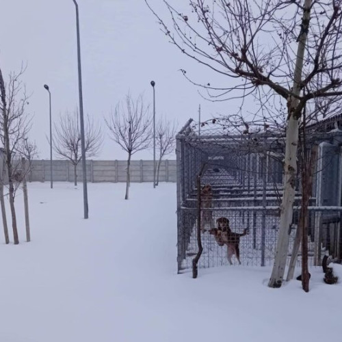 Îndemn la solidaritate pentru adăpostul de la Brănești