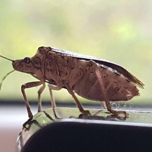 Tratamente fitosanitare pentru arborii din Cluj-Napoca