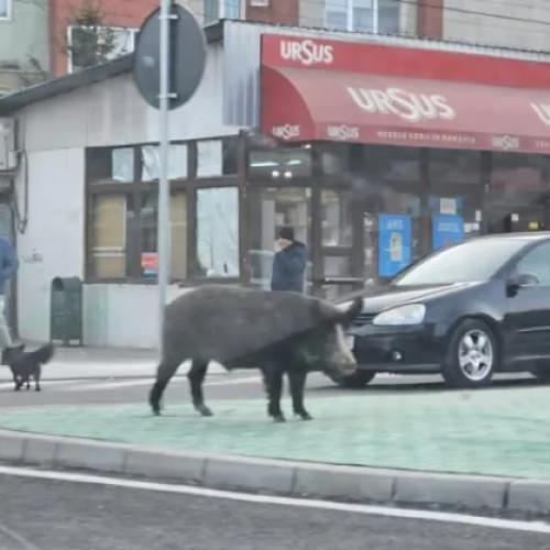 Porcii din Cluj, surprinși plimbându-se pe străzi
