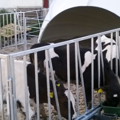 Jaful de la adăpostul de animale din Vlaha