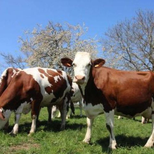 Furtul a cinci vaci și un vițel, în Savadisla