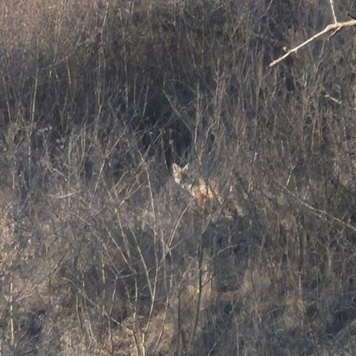 O vulpe a fost surprinsă în Cluj-Napoca