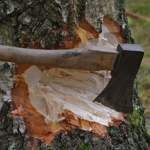 Trei persoane investigate pentru tăiere ilegală de arbori în Chelnita