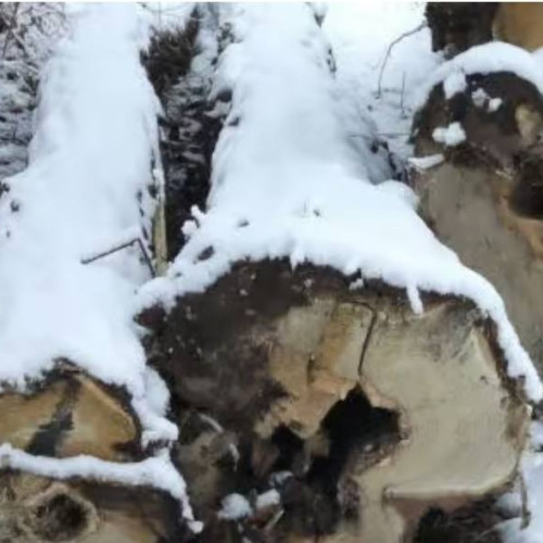 Trei bărbați prinși cu lemn tăiat ilegal în comuna Vișina