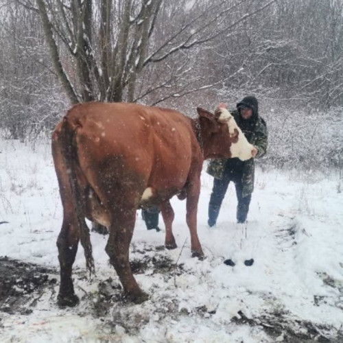 Control sanitar în Dâmbovița: două bovine sacrificate din cauza abaterilor