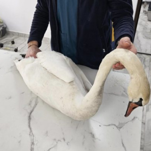 lebăda albă din iazul Icuseni a fost salvată, dar starea ei este critică