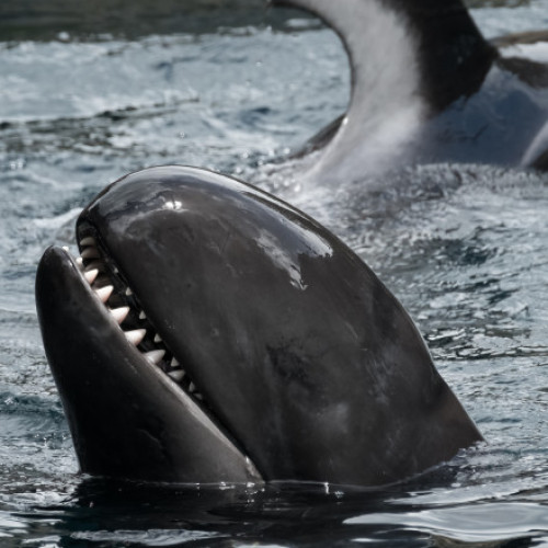 Eutanasierea a 90 de balene ucigase false în Tasmania