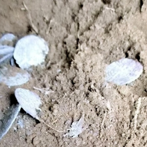 Tezaur medieval descoperit în Scoția de doi căutători amatori