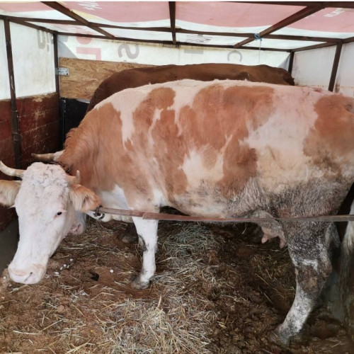 Recomandări pentru protecția animalelor pe timp de iarnă