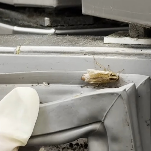 Nereguli grave descoperite la operatorii economici din AFI Cotroceni