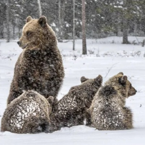 Ursoaică și puiul său rătăcesc printre blocuri în Predeal