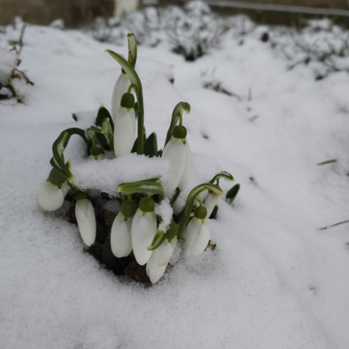 Ghioceii, acoperiți de ninsoare în plină primăvară timpurie