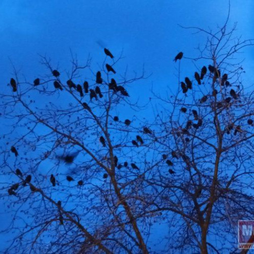 Botoșănenii se confruntă cu invazia ciorilor