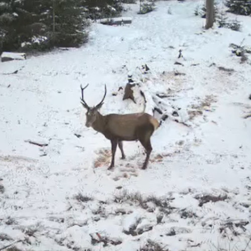Cerb surprins într-un cadru de basm în Parcul Natural Apuseni