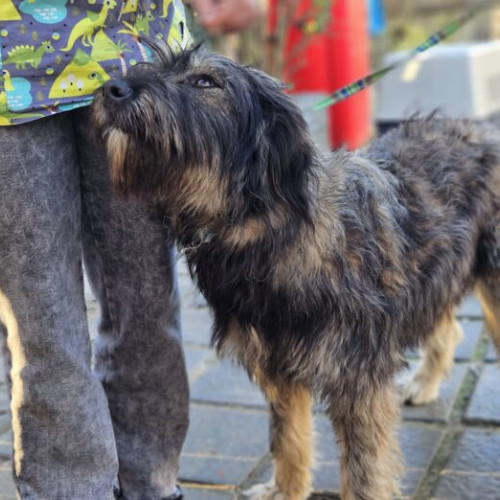 Ziua Internațională a Sterilizării Animalelor, sărbătorită pe 25 februarie