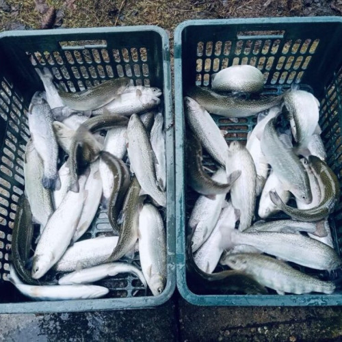 Pastravaria Fiad-Telcisor sub noua conducere