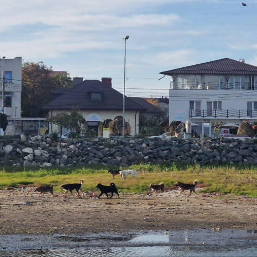 Primăria Techirghiol încheie un contract de 900.000 de lei pentru gestionarea câinilor fără stăpân