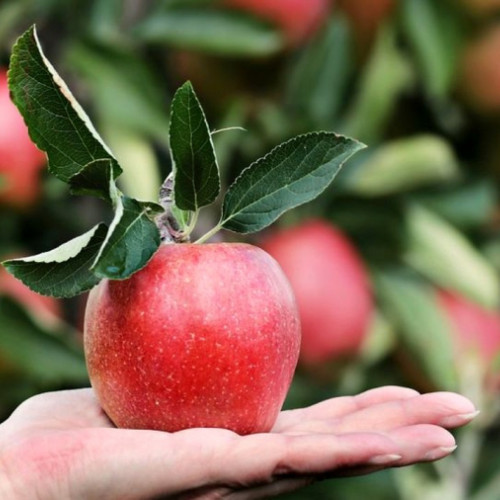 Beneficiile consumului de mere pentru sănătate