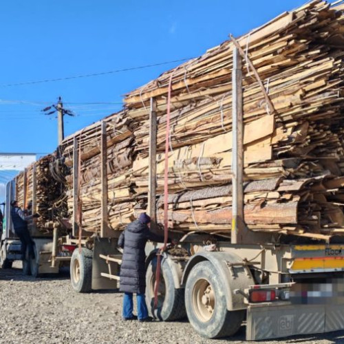 Acțiune împotriva ilegalităților din domeniul silvic