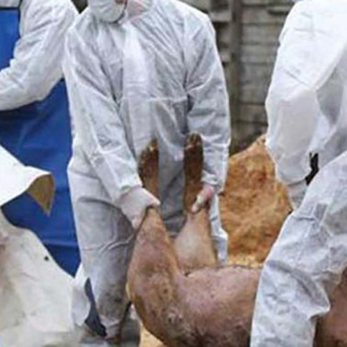 Carne de porc contaminată cu virusul pestei porcine, găsită în Buzău