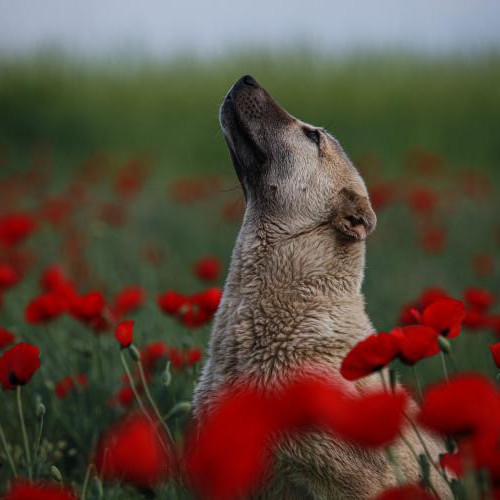 Sterilizarea gratuită a câinilor în zona montană a Clujului