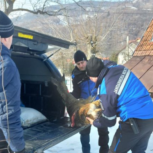 Salvarea unei căprioare rănite în Moieciu