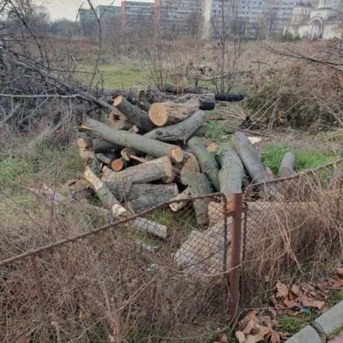 Cetățenii din Sectorul 3 cer majorarea amenzilor pentru tăierile ilegale