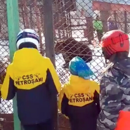 Ursul Baloo din Straja, celebrat cu ocazia împlinirii a 25 de ani