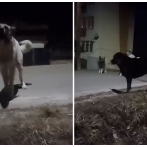 Huedin: atacul unei haite de câini asupra unei femei stârnește îngrijorări