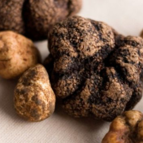 Seceta și creșterea cererii transformă trufele românești în produse de lux