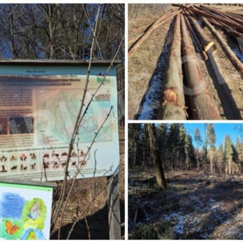 Făgetul Clujului, într-o stare dezastruoasă