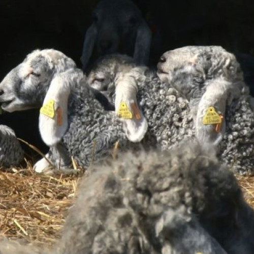 Vaccinarea oilor împotriva pestei rumegătoarelor mici generează controverse între oieri