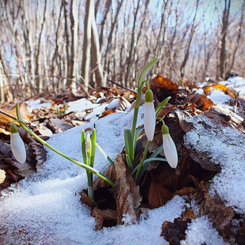 Dragobetele, sărbătoarea iubirii la români