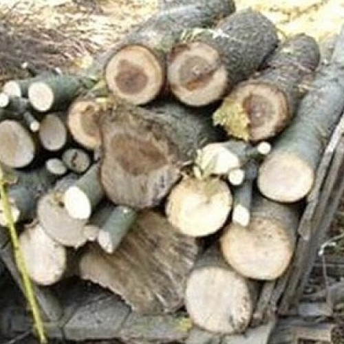 Identificare a unui tânăr pentru furt de arbori în Hodod