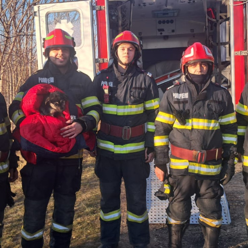 Pompierii salvează un câine prins între bucăți de gheață pe lacul Tasaul